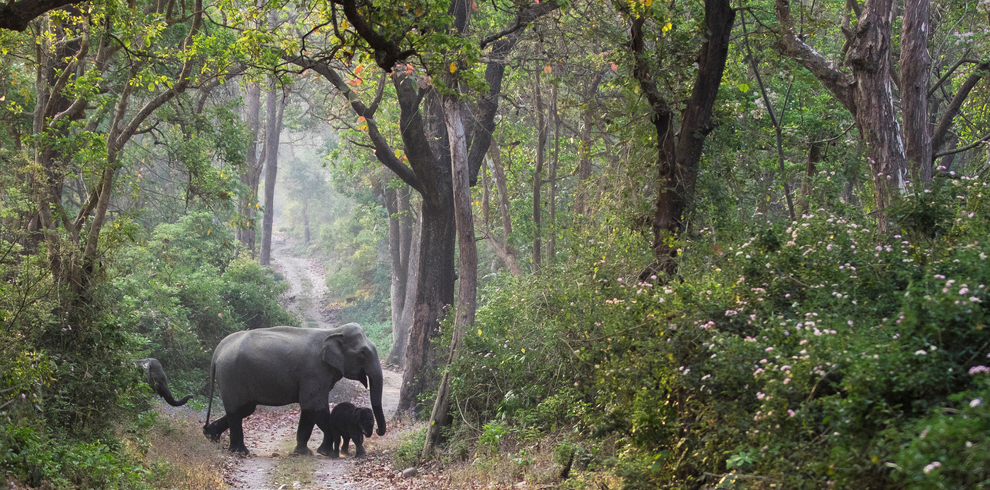 JIM CORBETT 12