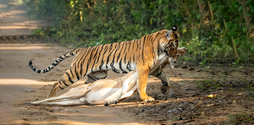 JIM CORBETT 13