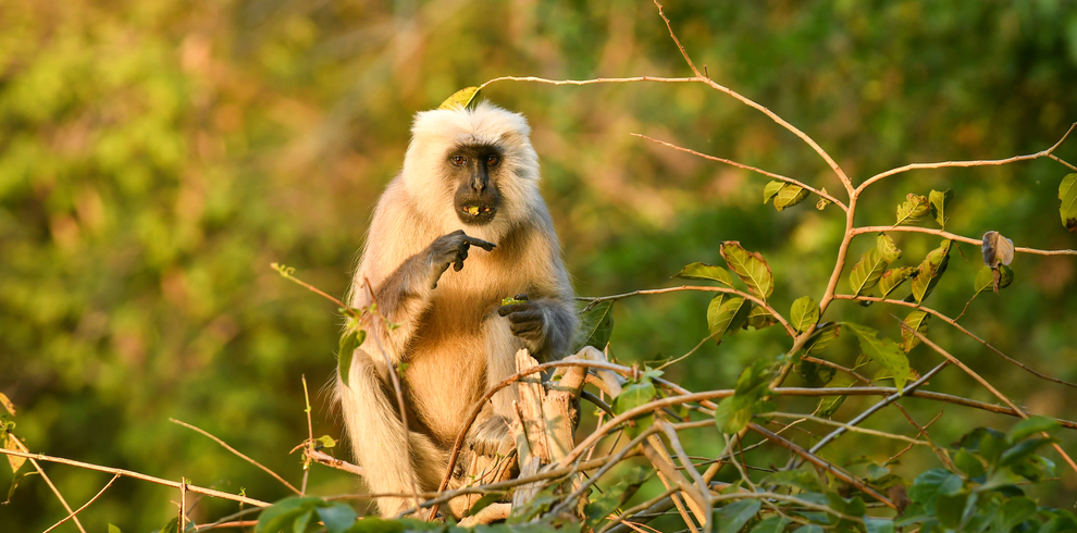 JIM CORBETT 15