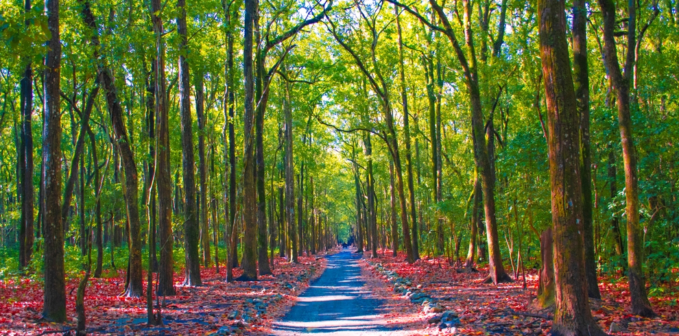 JIM CORBETT 2