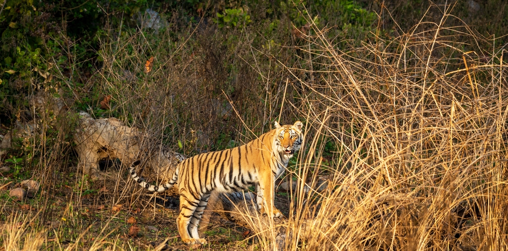 JIM CORBETT 5