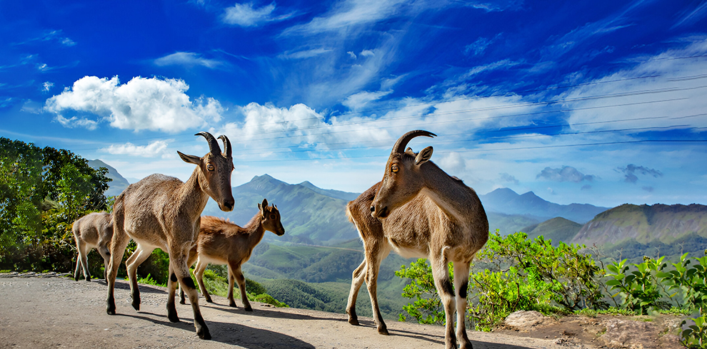 Eravikulam National Park 2