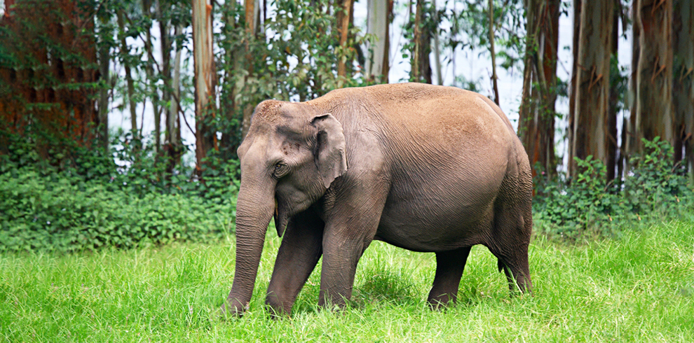 Eravikulam National Park 3