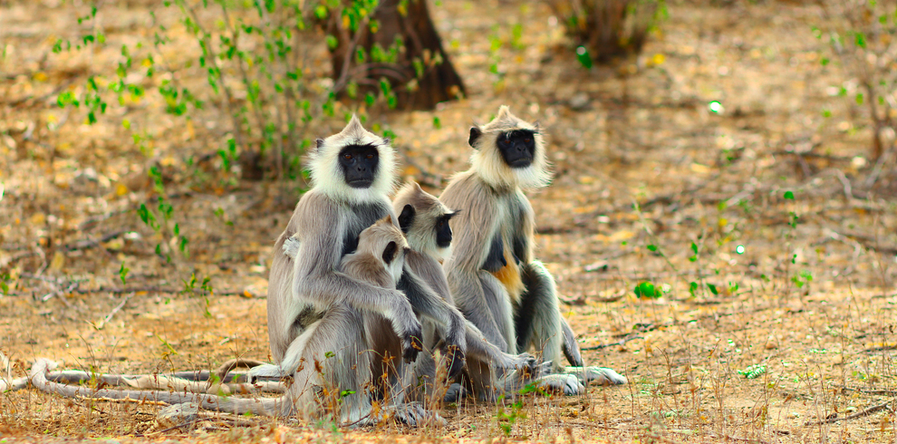 Eravikulam National Park 4