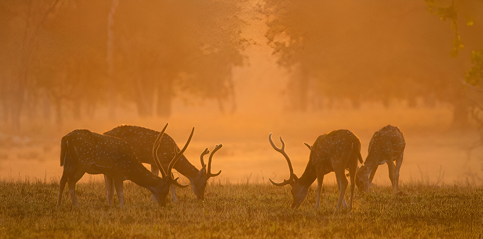 Kanha national park