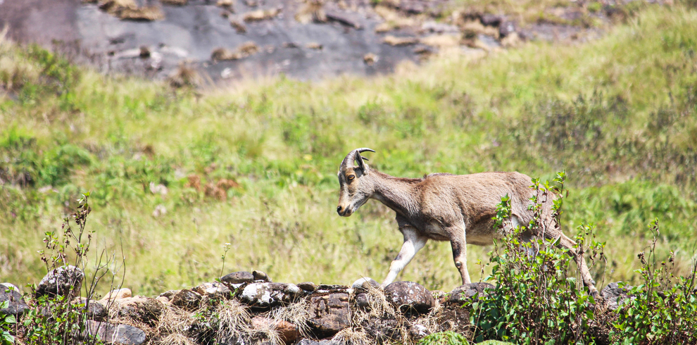 Nilgiri Tahr 2