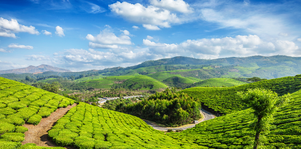 Tea Plantation 1