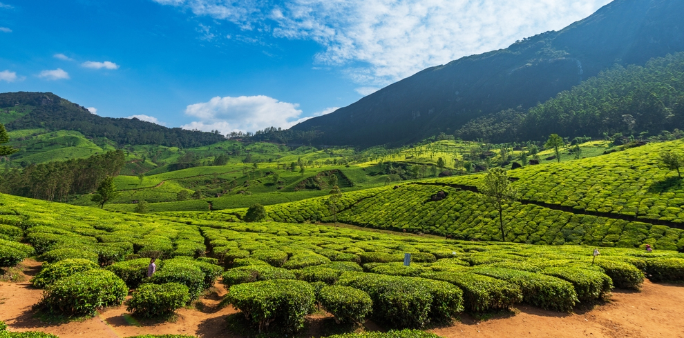 Tea Plantation 2