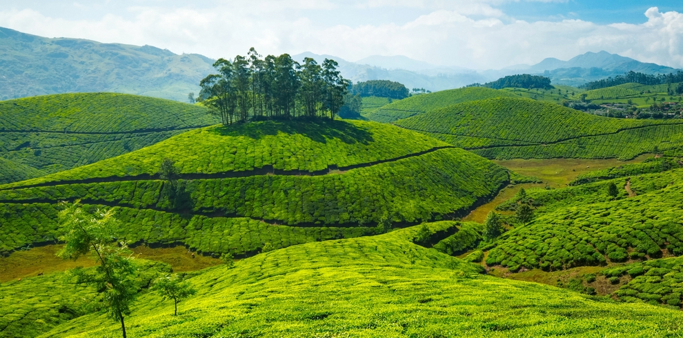 Tea Plantation 7