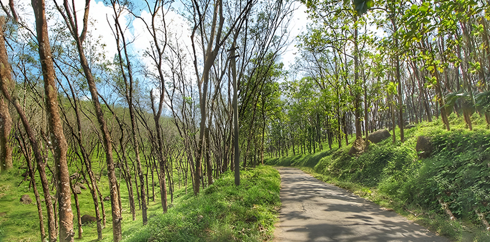 Vazhachal Forest Gardens 1