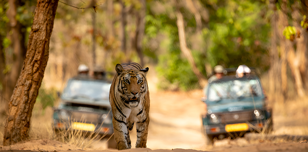 Bandhavgarh National Park