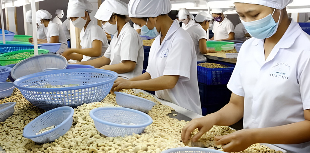 Cashew Nut Factory