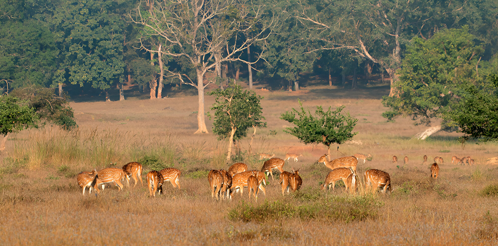 Kanha National Park