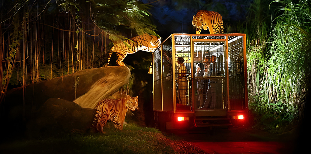 Night Safari